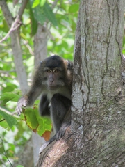 Macaca fascicularis karimondjawae