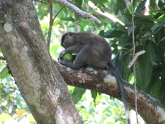 Macaca fascicularis karimondjawae