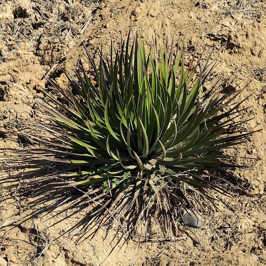 chaparral yucca from Beacons Beach, Leucadia, Encinitas, CA 92024, USA ...