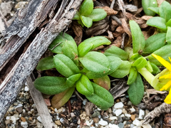 Pectis multiflosculosa