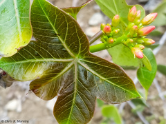 Jatropha nudicaulis