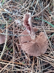 Cortinarius athabascus