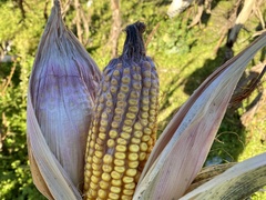 Fusarium graminearum