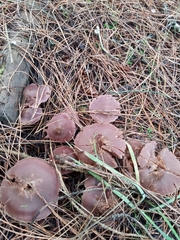 Cortinarius athabascus