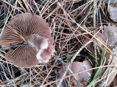 Cortinarius athabascus