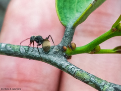 Camponotus mus