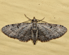 Eupithecia interruptofasciata