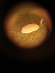 Phenacoccus solani