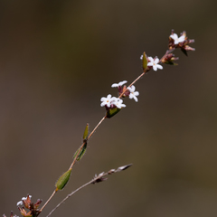 Leucopogon concurvus