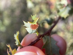 Atrusca trimaculosa