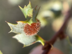 Atrusca trimaculosa