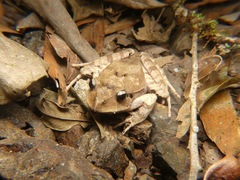 Platyplectrum fletcheri