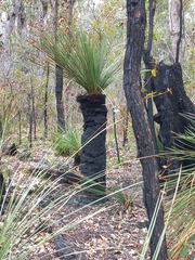 Xanthorrhoea platyphylla