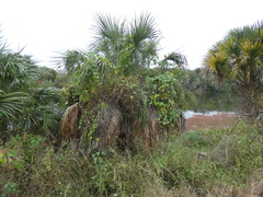 Sabal palmetto