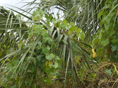 Sabal palmetto