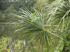 Sabal palmetto