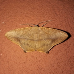 Prochoerodes flexilinea