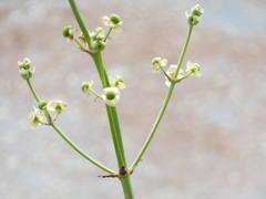 Sagittaria platyphylla