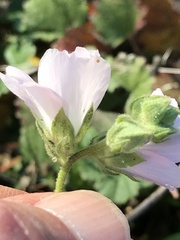 Sidalcea hickmanii napensis