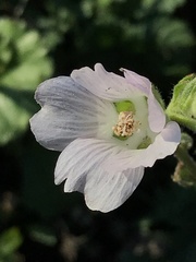 Sidalcea hickmanii napensis
