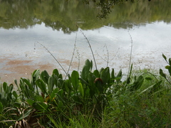 Sagittaria platyphylla