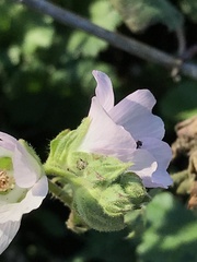 Sidalcea hickmanii napensis