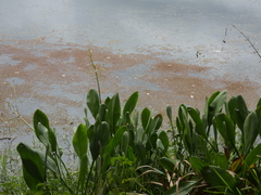 Sagittaria platyphylla