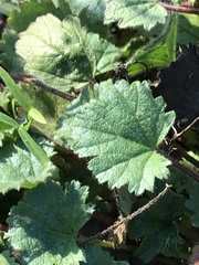 Sidalcea hickmanii napensis