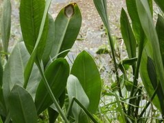 Sagittaria platyphylla