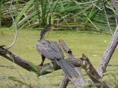 Anhinga anhinga