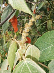 Croton