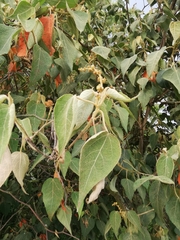 Croton