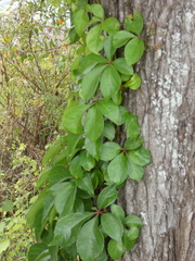 Image of Parthenocissus quinquefolia