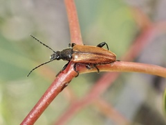 Lepturidea deplanchei