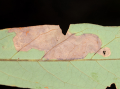 Phyllocnistis hyperpersea