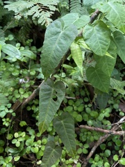 Ipomoea repanda
