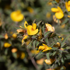 Pultenaea involucrata