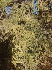 Juniperus scopulorum