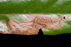 Phyllocnistis hyperpersea