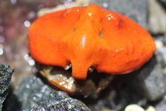 Cryptolithodes typicus