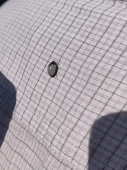 Epilachna nigrocincta