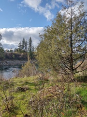 Juniperus scopulorum