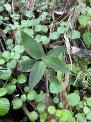 Microchilus
