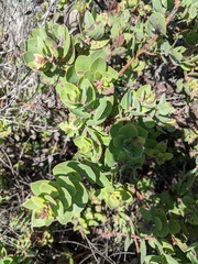 Arctostaphylos morroensis
