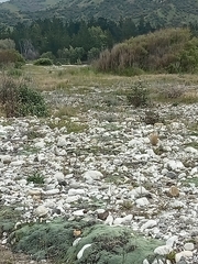 Charadrius bicinctus