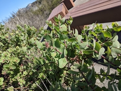 Arctostaphylos morroensis