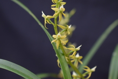 Prosthechea grammatoglossa