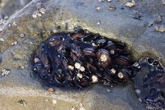 Brachidontes rostratus