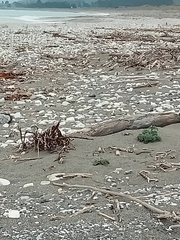 Charadrius bicinctus