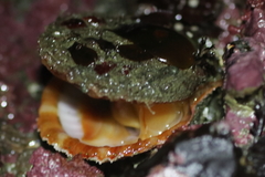 Chlamys hastata